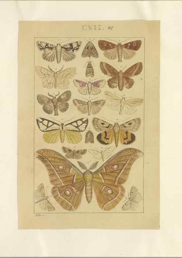 Reproducción/Reproduction 46503872165: Lepidoptera : manuscript. [between 1873-1883?]. 