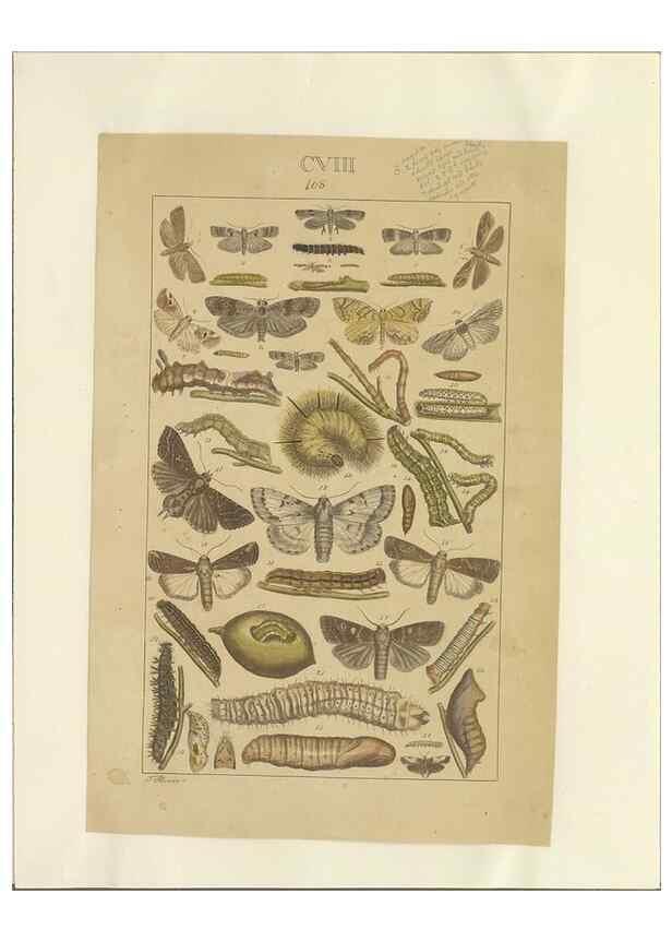 Reproducción/Reproduction 32477058237: Lepidoptera : manuscript. [between 1873-1883?]. 