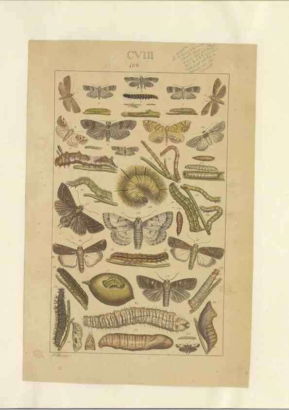 Reproducción/Reproduction 32477058237: Lepidoptera : manuscript. [between 1873-1883?]. 