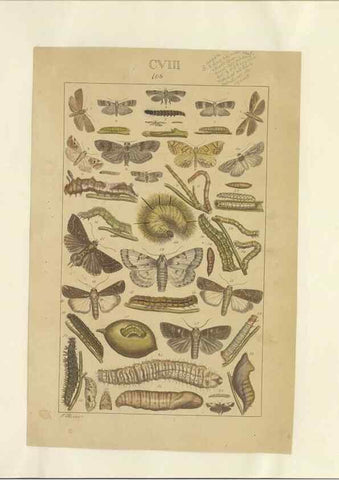 Reproducción/Reproduction 32477058237: Lepidoptera : manuscript. [between 1873-1883?]. 