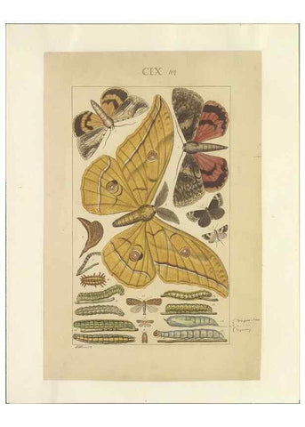 Reproducción/Reproduction 47419093031: Lepidoptera : manuscript. [between 1873-1883?]. 