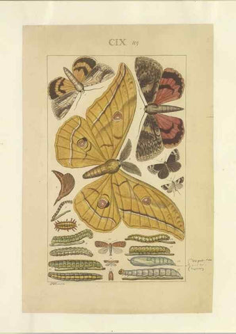 Reproducción/Reproduction 47419093031: Lepidoptera : manuscript. [between 1873-1883?]. 