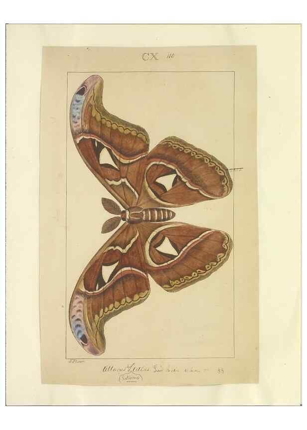 Reproducción/Reproduction 46695939584: Lepidoptera : manuscript. [between 1873-1883?]. 