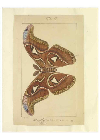 Reproducción/Reproduction 46695939584: Lepidoptera : manuscript. [between 1873-1883?]. 
