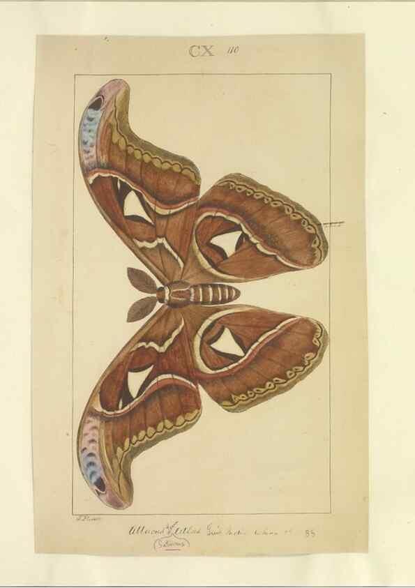 Reproducción/Reproduction 46695939584: Lepidoptera : manuscript. [between 1873-1883?]. 