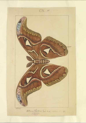 Reproducción/Reproduction 46695939584: Lepidoptera : manuscript. [between 1873-1883?]. 