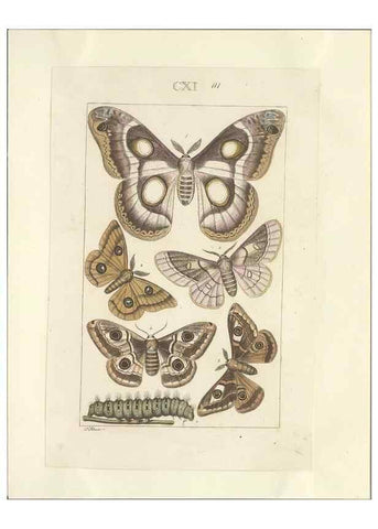 Reproducción/Reproduction 46503873885: Lepidoptera : manuscript. [between 1873-1883?]. 