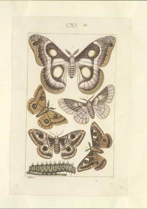 Reproducción/Reproduction 46503873885: Lepidoptera : manuscript. [between 1873-1883?]. 