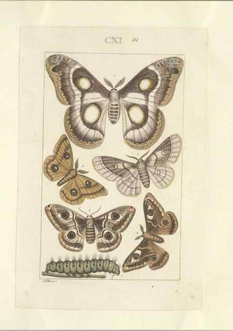 Reproducción/Reproduction 46503873885: Lepidoptera : manuscript. [between 1873-1883?]. 