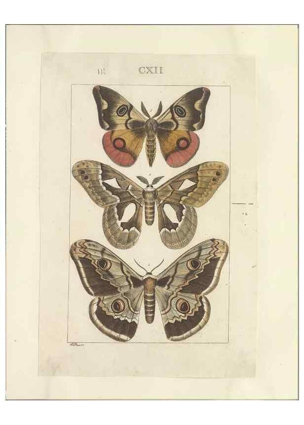 Reproducción/Reproduction 46503874525: Lepidoptera : manuscript. [between 1873-1883?]. 