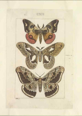 Reproducción/Reproduction 46503874525: Lepidoptera : manuscript. [between 1873-1883?]. 