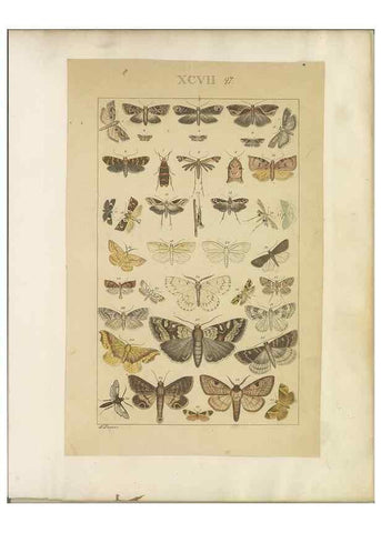 Reproducción/Reproduction 46695932824: Lepidoptera : manuscript. [between 1873-1883?]. 