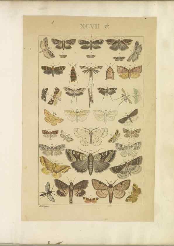 Reproducción/Reproduction 46695932824: Lepidoptera : manuscript. [between 1873-1883?]. 