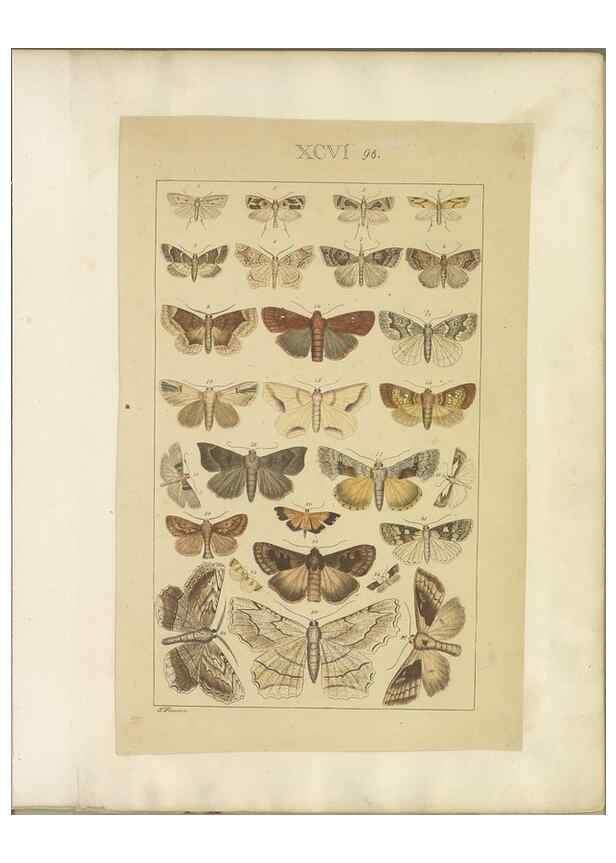Reproducción/Reproduction 33543211788: Lepidoptera : manuscript. [between 1873-1883?]. 