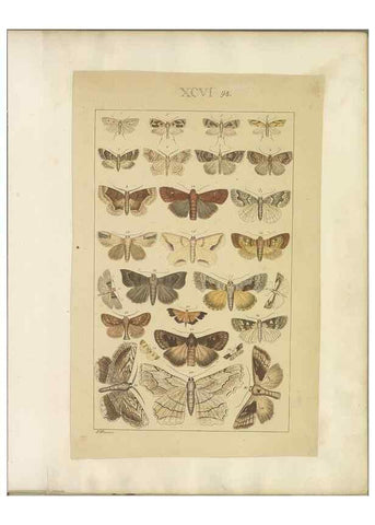Reproducción/Reproduction 33543211788: Lepidoptera : manuscript. [between 1873-1883?]. 