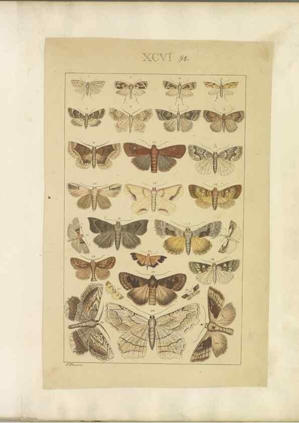 Reproducción/Reproduction 33543211788: Lepidoptera : manuscript. [between 1873-1883?]. 