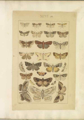 Reproducción/Reproduction 33543211788: Lepidoptera : manuscript. [between 1873-1883?]. 