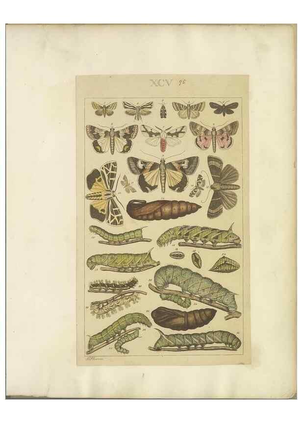 Reproducción/Reproduction 47366284392: Lepidoptera : manuscript. [between 1873-1883?]. 