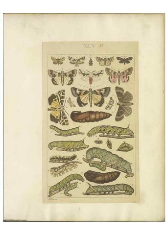 Reproducción/Reproduction 47366284392: Lepidoptera : manuscript. [between 1873-1883?]. 