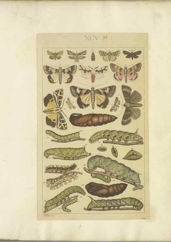 Reproducción/Reproduction 47366284392: Lepidoptera : manuscript. [between 1873-1883?]. 