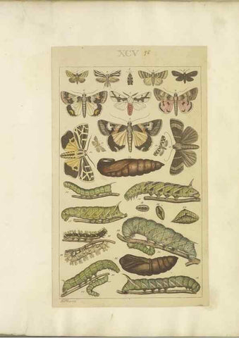 Reproducción/Reproduction 47366284392: Lepidoptera : manuscript. [between 1873-1883?]. 