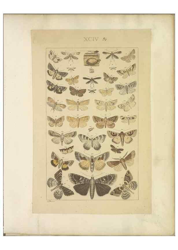 Reproducción/Reproduction 40453471223: Lepidoptera : manuscript. [between 1873-1883?]. 