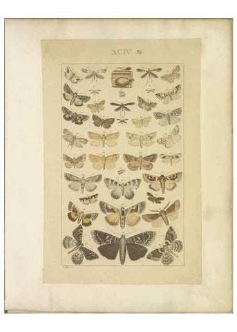 Reproducción/Reproduction 40453471223: Lepidoptera : manuscript. [between 1873-1883?]. 