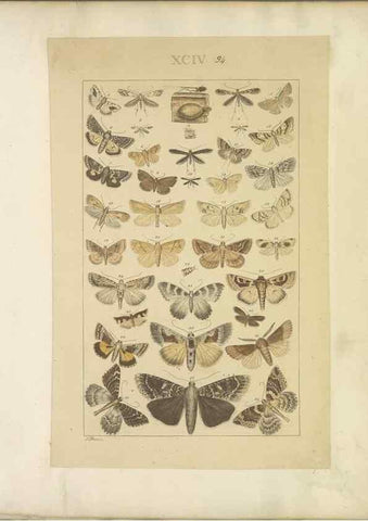 Reproducción/Reproduction 40453471223: Lepidoptera : manuscript. [between 1873-1883?]. 