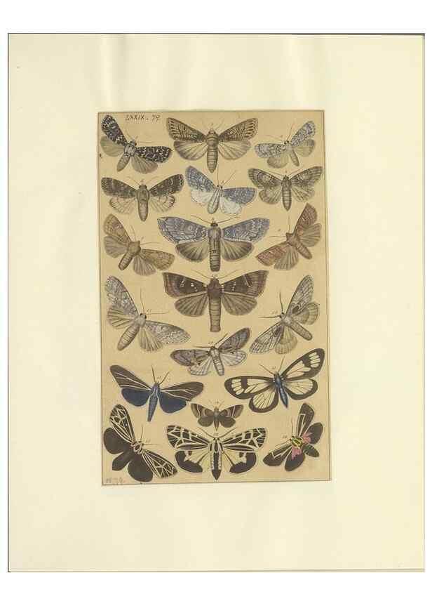 Reproducción/Reproduction 47419045481: Lepidoptera : manuscript. [between 1873-1883?]. 