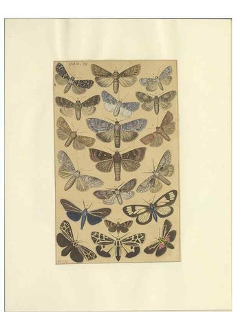 Reproducción/Reproduction 47419045481: Lepidoptera : manuscript. [between 1873-1883?]. 