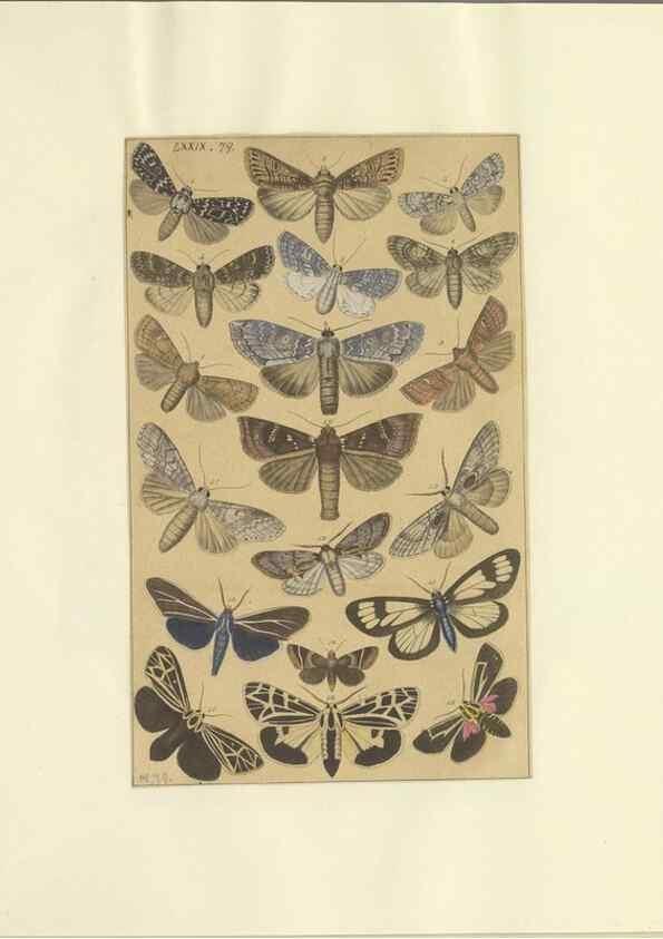 Reproducción/Reproduction 47419045481: Lepidoptera : manuscript. [between 1873-1883?]. 