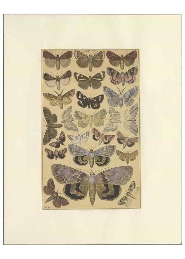 Reproducción/Reproduction 46695890984: Lepidoptera : manuscript. [between 1873-1883?]. 