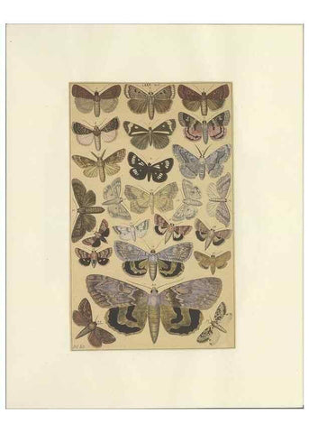 Reproducción/Reproduction 46695890984: Lepidoptera : manuscript. [between 1873-1883?]. 