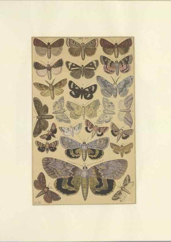 Reproducción/Reproduction 46695890984: Lepidoptera : manuscript. [between 1873-1883?]. 