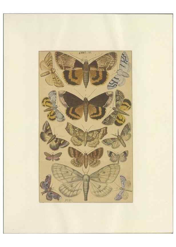 Reproducción/Reproduction 40453427423: Lepidoptera : manuscript. [between 1873-1883?]. 