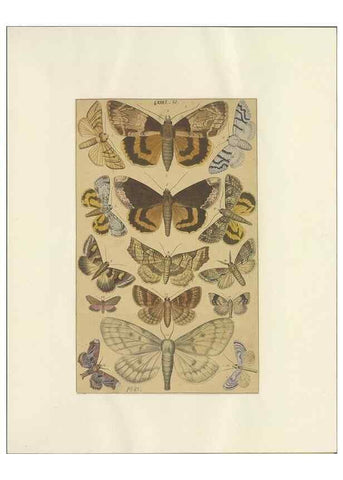 Reproducción/Reproduction 40453427423: Lepidoptera : manuscript. [between 1873-1883?]. 