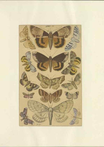 Reproducción/Reproduction 40453427423: Lepidoptera : manuscript. [between 1873-1883?]. 