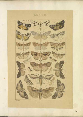 Reproducción/Reproduction 32477001477: Lepidoptera : manuscript. [between 1873-1883?]. 