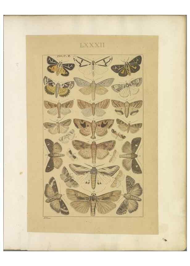 Reproducción/Reproduction 32477001567: Lepidoptera : manuscript. [between 1873-1883?]. 