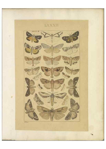 Reproducción/Reproduction 32477001567: Lepidoptera : manuscript. [between 1873-1883?]. 