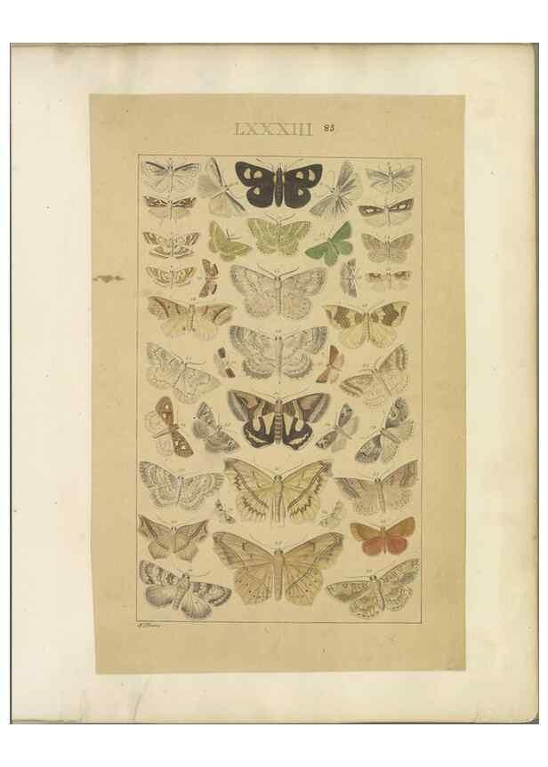 Reproducción/Reproduction 33543158288: Lepidoptera : manuscript. [between 1873-1883?]. 