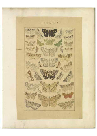 Reproducción/Reproduction 33543158288: Lepidoptera : manuscript. [between 1873-1883?]. 