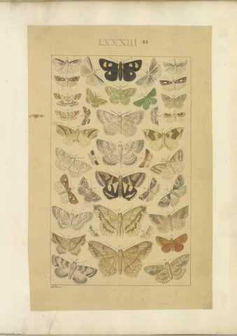 Reproducción/Reproduction 33543158288: Lepidoptera : manuscript. [between 1873-1883?]. 