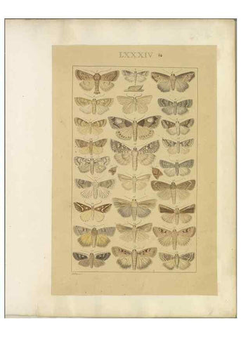 Reproducción/Reproduction 47419047281: Lepidoptera : manuscript. [between 1873-1883?]. 