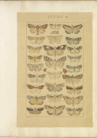 Reproducción/Reproduction 47419047281: Lepidoptera : manuscript. [between 1873-1883?]. 