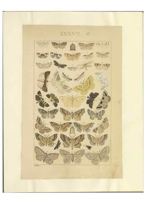 Reproducción/Reproduction 46695889814: Lepidoptera : manuscript. [between 1873-1883?]. 