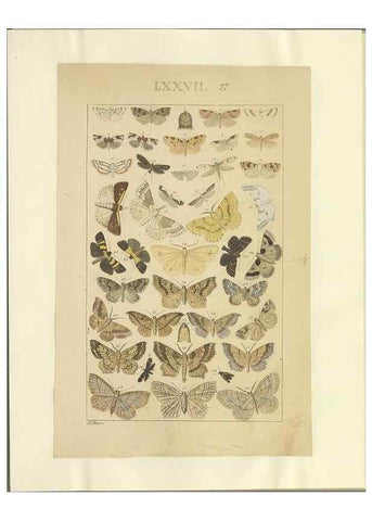 Reproducción/Reproduction 46695889814: Lepidoptera : manuscript. [between 1873-1883?]. 
