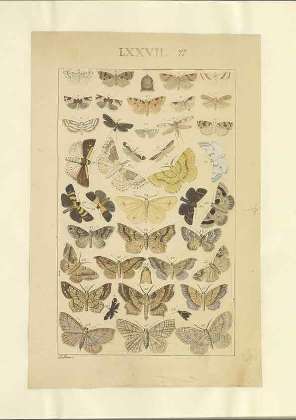 Reproducción/Reproduction 46695889814: Lepidoptera : manuscript. [between 1873-1883?]. 