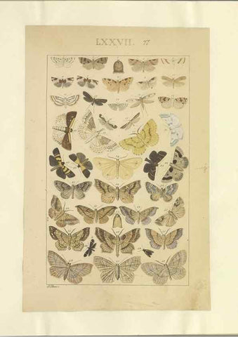 Reproducción/Reproduction 46695889814: Lepidoptera : manuscript. [between 1873-1883?]. 
