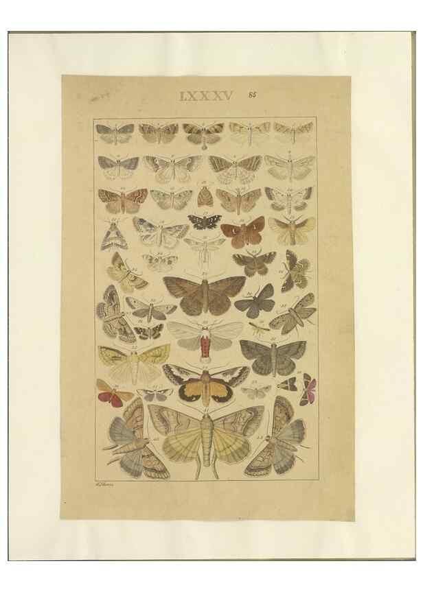 Reproducción/Reproduction 40453467143: Lepidoptera : manuscript. [between 1873-1883?]. 